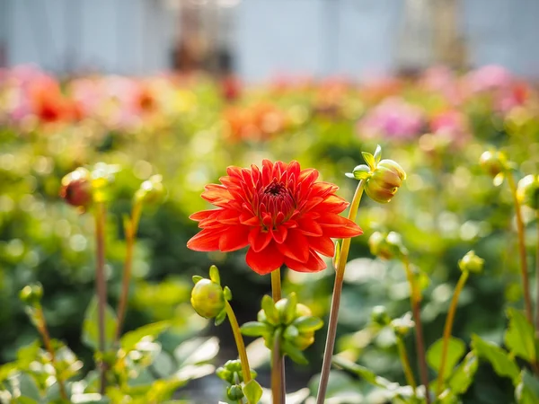 Flores de Dahlia brotando com botões em um campo de estufa — Fotografia de Stock