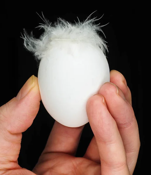 White egg with feathers, isolated on black in a human hand — Stock Photo, Image