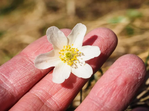 Beuatiful biały windflower między kaukaski palce ludzki w sp — Zdjęcie stockowe