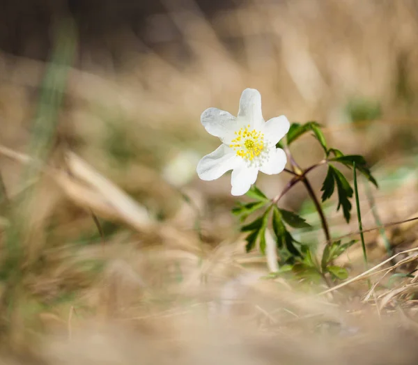 Πανέμορφη μικρή λευκή windflower ανεμώνη, στέκεται πάνω σε δική της ένα — Φωτογραφία Αρχείου