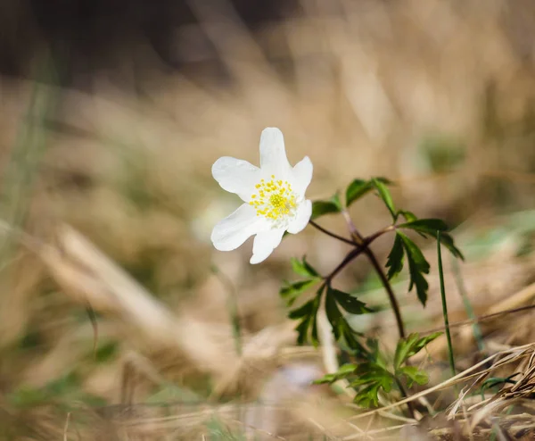 Beuatiful little white windflower anemone, standing on its own a Royalty Free Stock Images