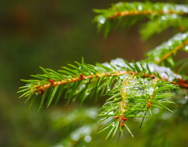 Ladin ile güzel bokeh buzla closeup — Stok fotoğraf