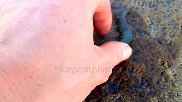 Sebuah cacing air asin terdampar di gunung — Stok Video