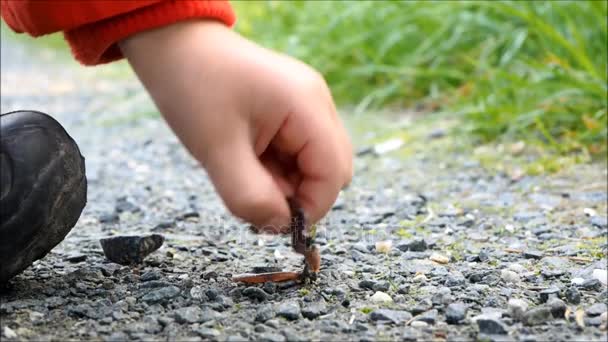 Un niño cogiendo una lombriz de tierra a mano — Vídeos de Stock