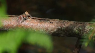 Şube geçerken karıncaları