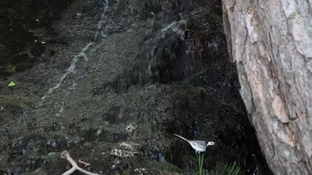 Wagtail blanco corriendo arriba y abajo de un arroyo de montaña — Vídeos de Stock