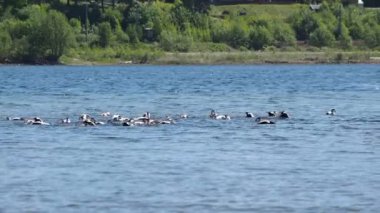 Ortak Eider sürüsü yıkama