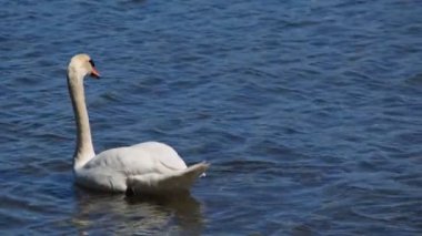 Tatlı, güzel mavi su yüzme zarif sesini kapatma