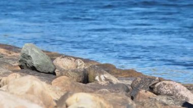 Sonraki kanal walking away büyük taşların üzerinde bir kişinin video