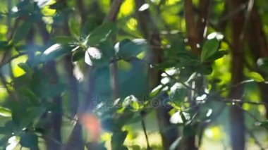 Gür yeşil yapraklar ile bahçede yanan ateşi alevleri video klip