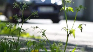 Arabalar ve bitkiler arkasında bir sokakta geçen bir motorcu