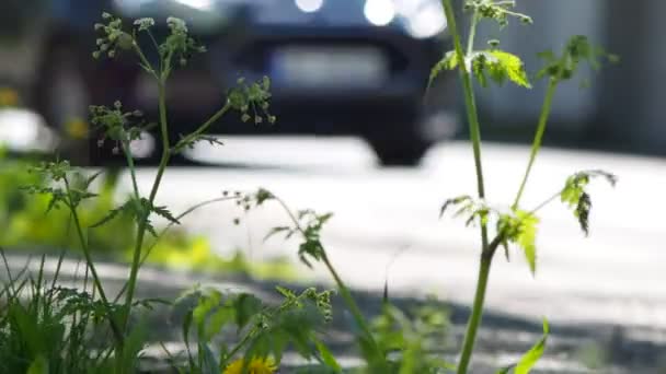 Auto's en een fietser doorgeven van een straat, achter planten — Stockvideo
