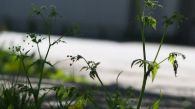 Soyut arkasında geçen arabalar çiçekler beyaz