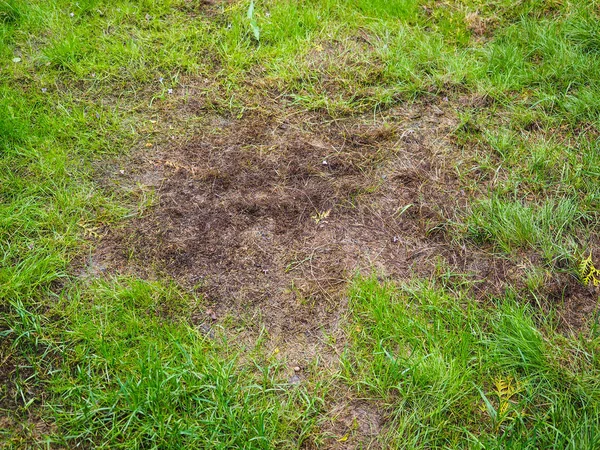 Burnt grass after moss attack during winter, fresh green grass Stock Picture