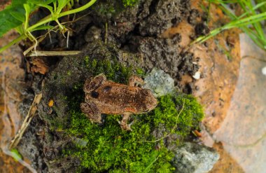 Küçük ortak Avrupa kurbağa bir sıçrama saldırı için bekliyor