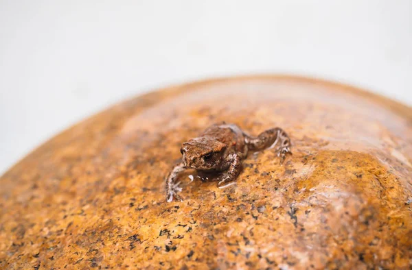 Обыкновенная европейская лягушка на вершине скалы в коричневом цвете — стоковое фото