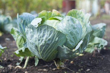 taze lahana bahçesinde