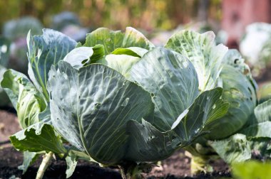 taze lahana bahçesinde