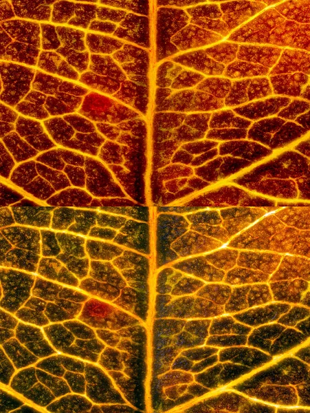 Autumn leaf textures — Stock Photo, Image