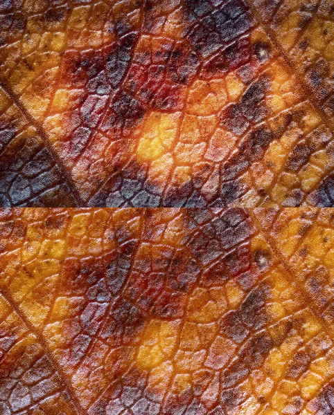 Autumn leaf textures — Stock Photo, Image