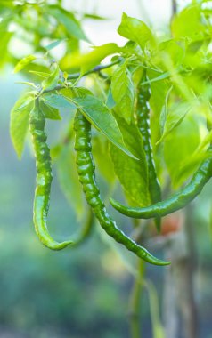 Bahçe içinde Chili biber