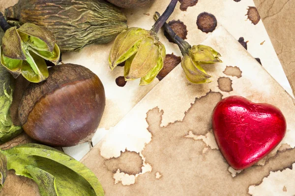 Raw chestnut, chocolate heart and dried plants background — Stock Photo, Image