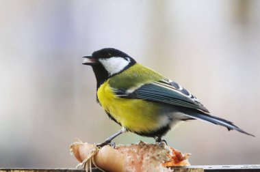 Baştankara domuz-deri