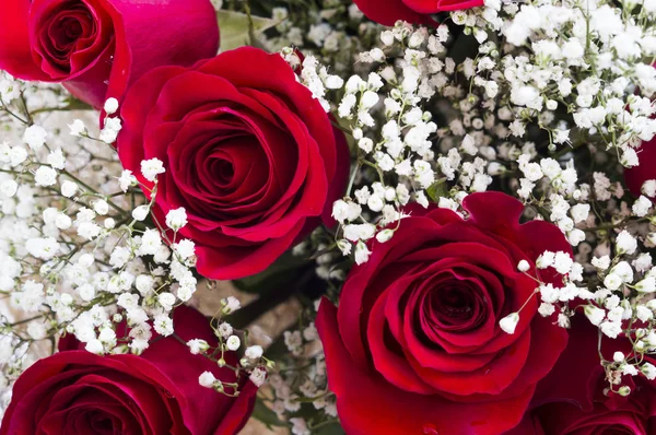 Beautiful red roses — Stock Photo, Image