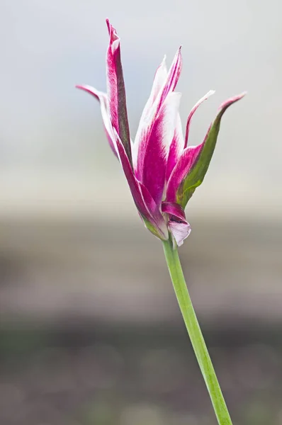 Linda única tulipa — Fotografia de Stock