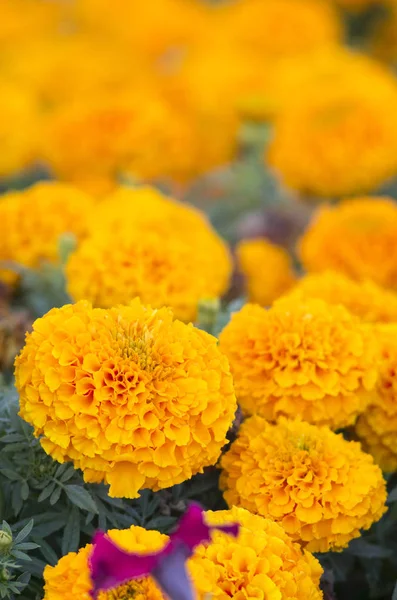 Hermosas flores de caléndula —  Fotos de Stock