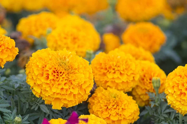 Hermosas flores de caléndula —  Fotos de Stock