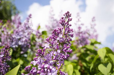 Eflatun çiçekler çok güzel