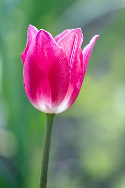 Linda única tulipa — Fotografia de Stock