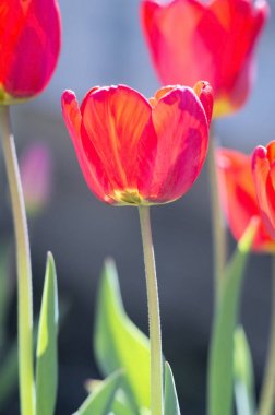 Kırmızı laleler tarlası