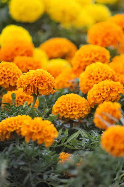 Hermosas flores de caléndula —  Fotos de Stock