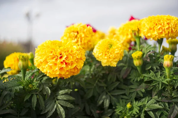 Beautiful marigold flowers — Stock Photo, Image