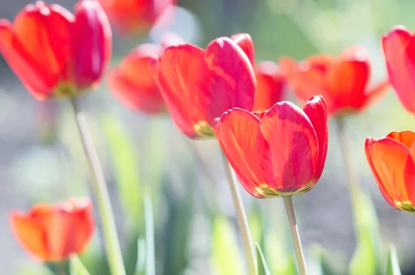 Campo de tulipas vermelhas — Fotografia de Stock