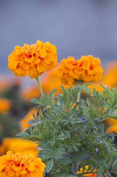 Hermosas flores de caléndula — Foto de Stock