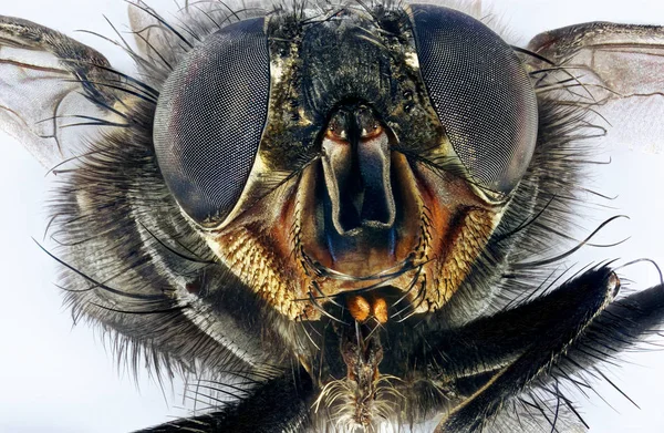 Macro estremo della mosca domestica — Foto Stock