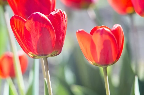 Campo de tulipas vermelhas — Fotografia de Stock