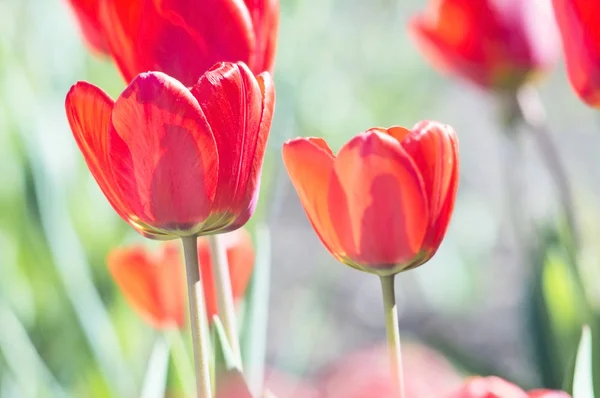 Campo de tulipas vermelhas — Fotografia de Stock