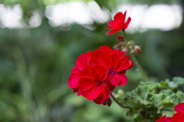 güzel Sardunya çiçekleri