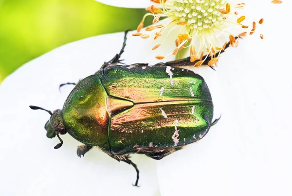 Flower chafer macro photo — Stock Photo, Image