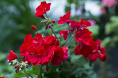 güzel Sardunya çiçekleri