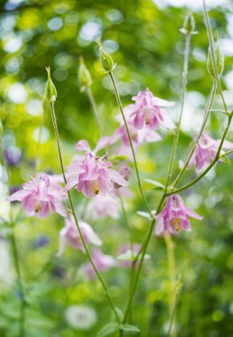 Güzel Aquilegia çiçekler