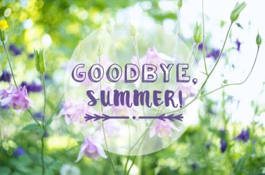 Güzel aquilegia çiçek kartpostal