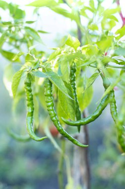 Bahçe içinde Chili biber