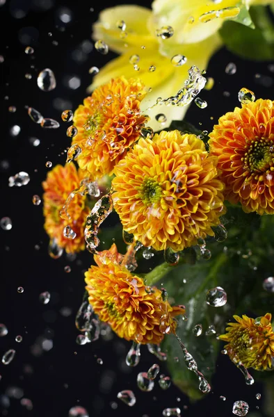 Mooie chrysant bloemen — Stockfoto