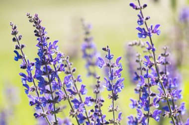 Lavanta çiçekleri alan bir fotoğraf. Seçici odak.