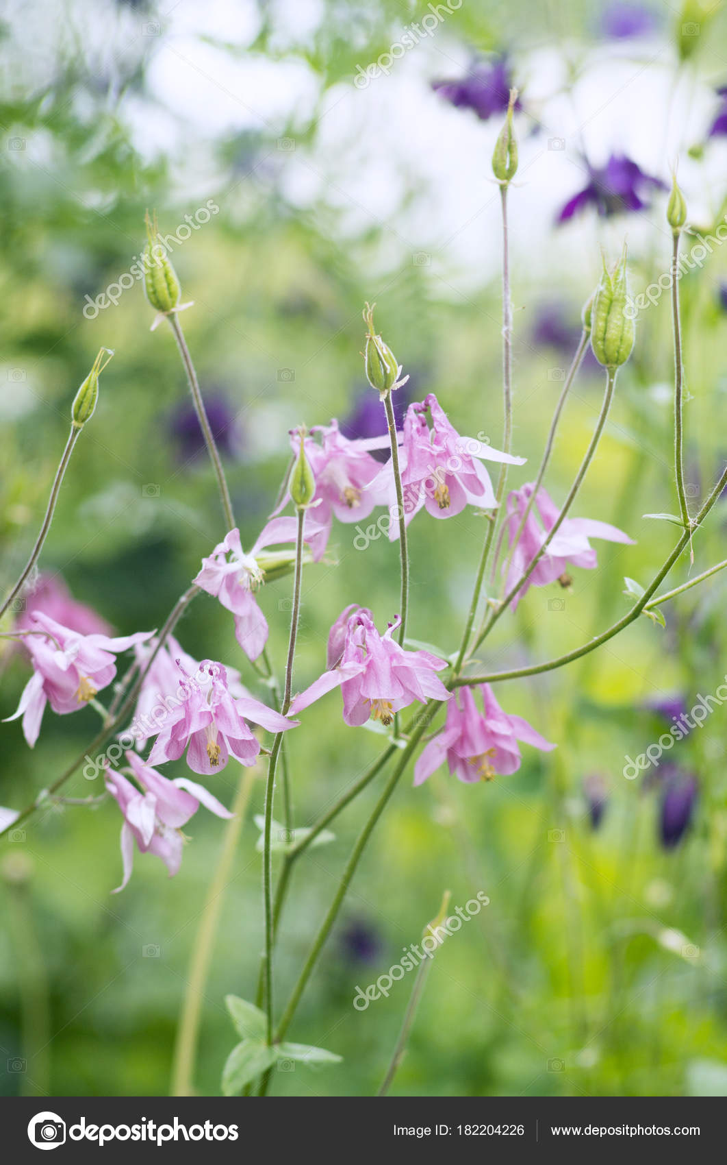 nomi di fiori comuni nomi di fiori comuni